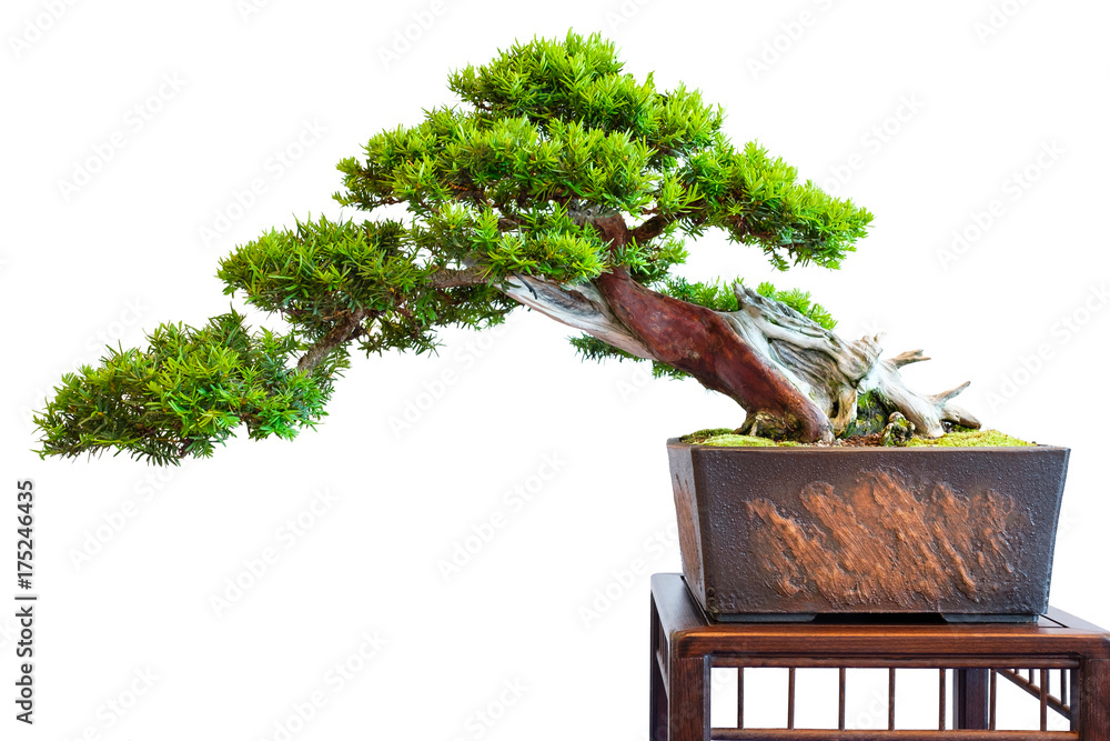 Alte markante Eibe (Taxus baccata) als Bonsai Baum Halbkaskade Stock Photo  | Adobe Stock