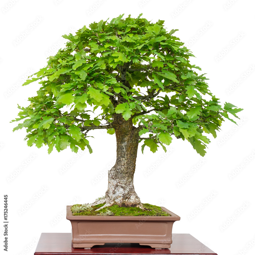 Alte Eiche (Quercus robur) als Bonsai Baum Stock Photo | Adobe Stock