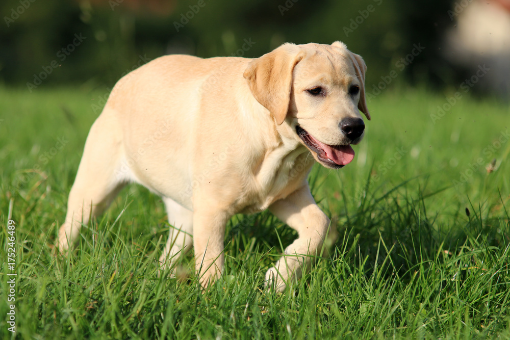 Labrador Labrador