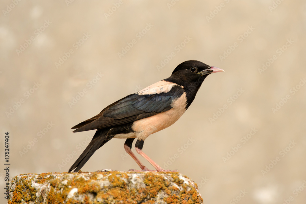 Rosy Starling stands on a beautiful background. Rosy Starling stands on a beautiful background.