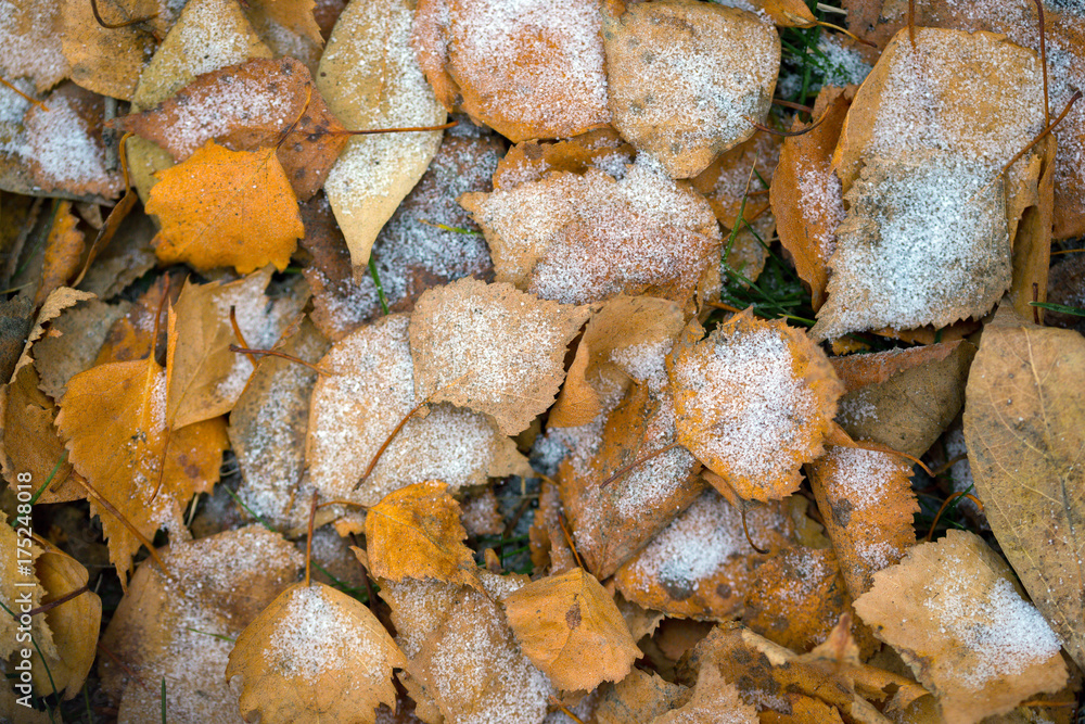 the autumn background