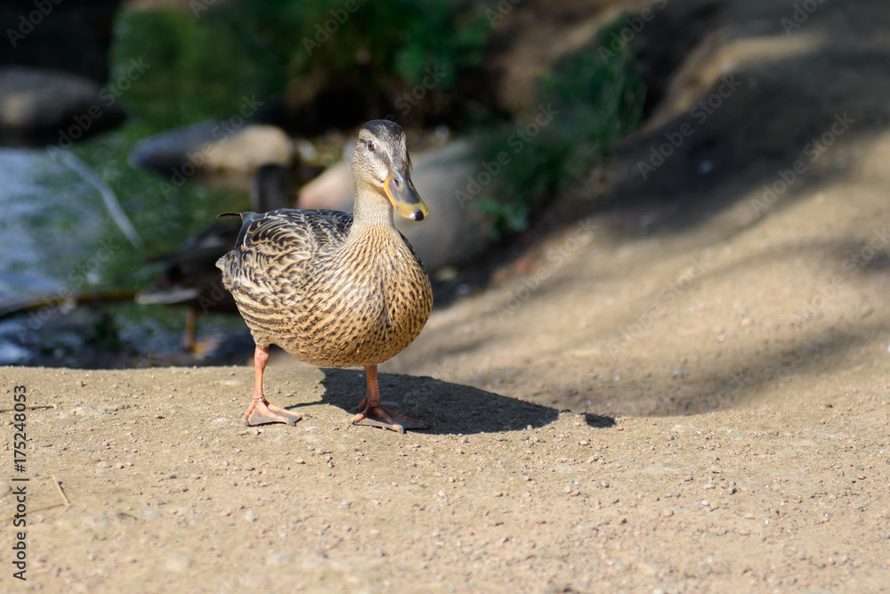 Wild duck on the banks close. Bird waterfowl during the summer season. The world of animals in their natural habitat. Wild duck on the banks close. Bird waterfowl during the summer season. The world of animals in their natural habitat.