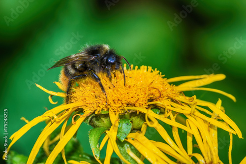 Bees on the flower