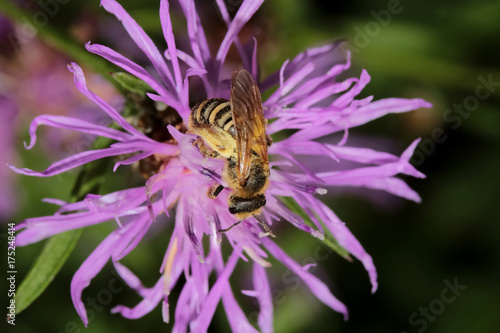 Honigbiene auf einer Flockenblume, Apis mellifica photo