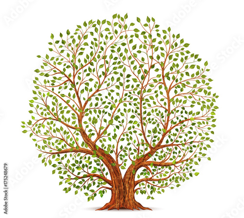 Naklejka Stara ilustracja wektorowa drzewa