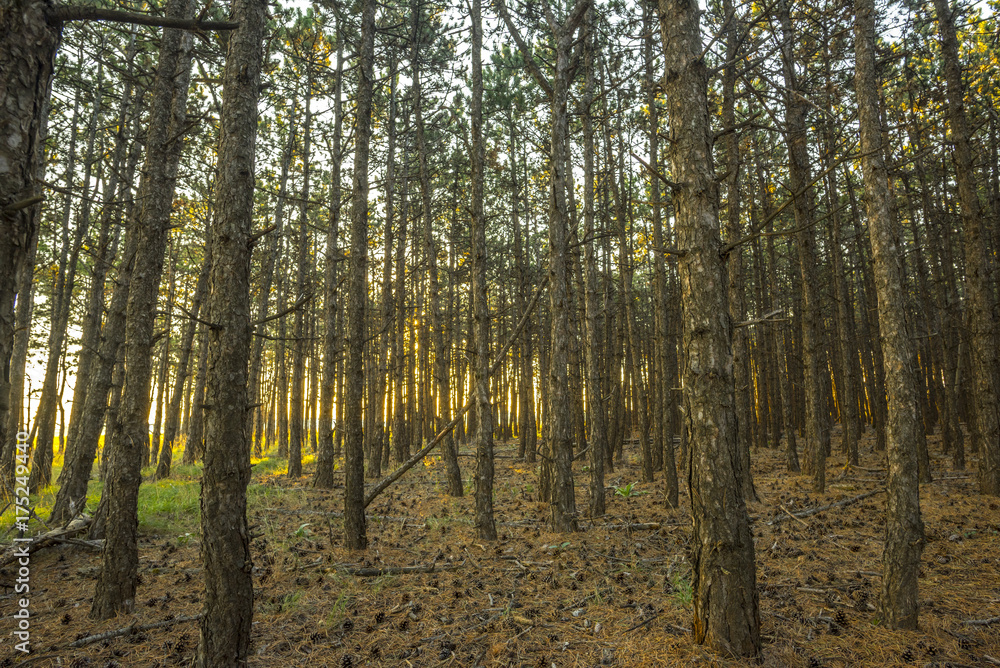 Forest Background Forest Background