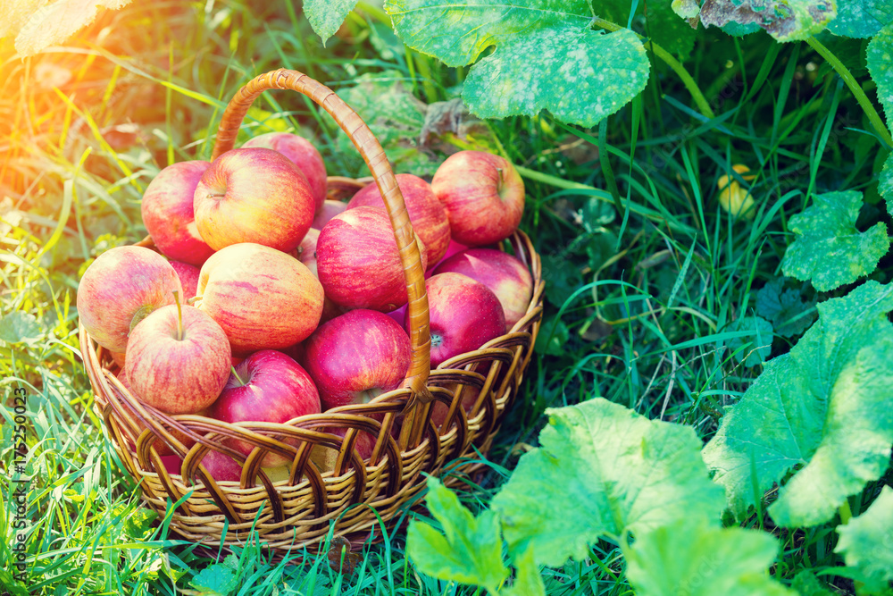 Basket with red ripe apples on the grass Basket with red ripe apples on the grass