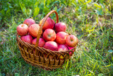 Basket with red ripe apples on the grass
