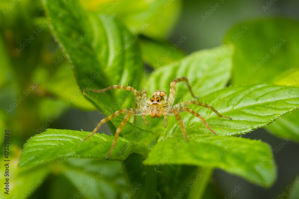 Jumping spider on green Jumping spider on green