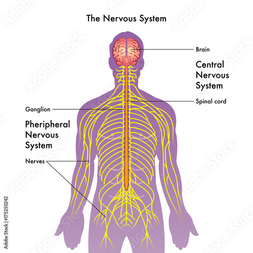 vector medical illustration of the nervous system