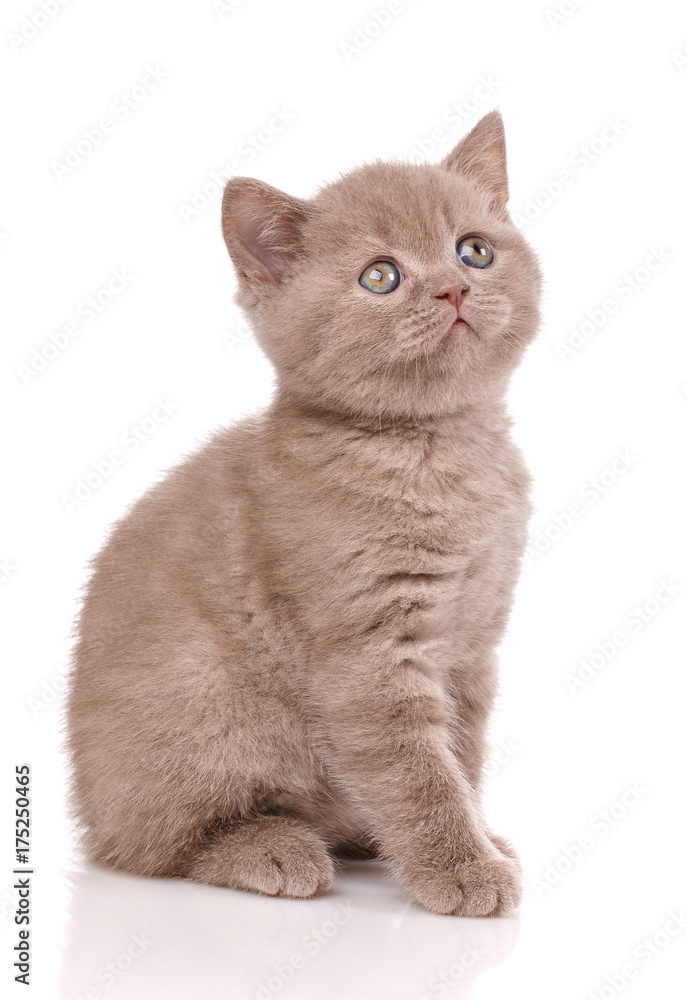 Scottish straight small cute kitten
