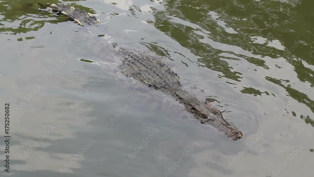 Crocodile in water Crocodile in water