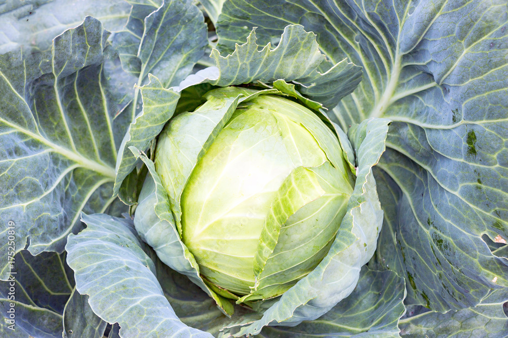 Obraz premium Ripe white cabbage in the garden. Vegetable for a vegetarian diet