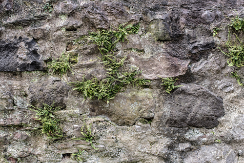 ancient stone wall with weeds and ferny growing in cracks