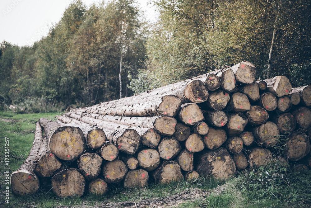 pile of woods, tree trunks in forest pile of woods, tree trunks in forest