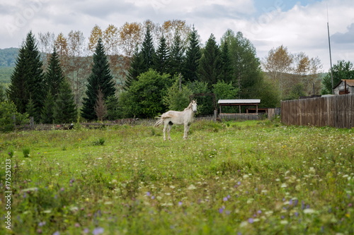 Старый рабочий белый конь пасётся на лугу, в деревне, осенью. © papava