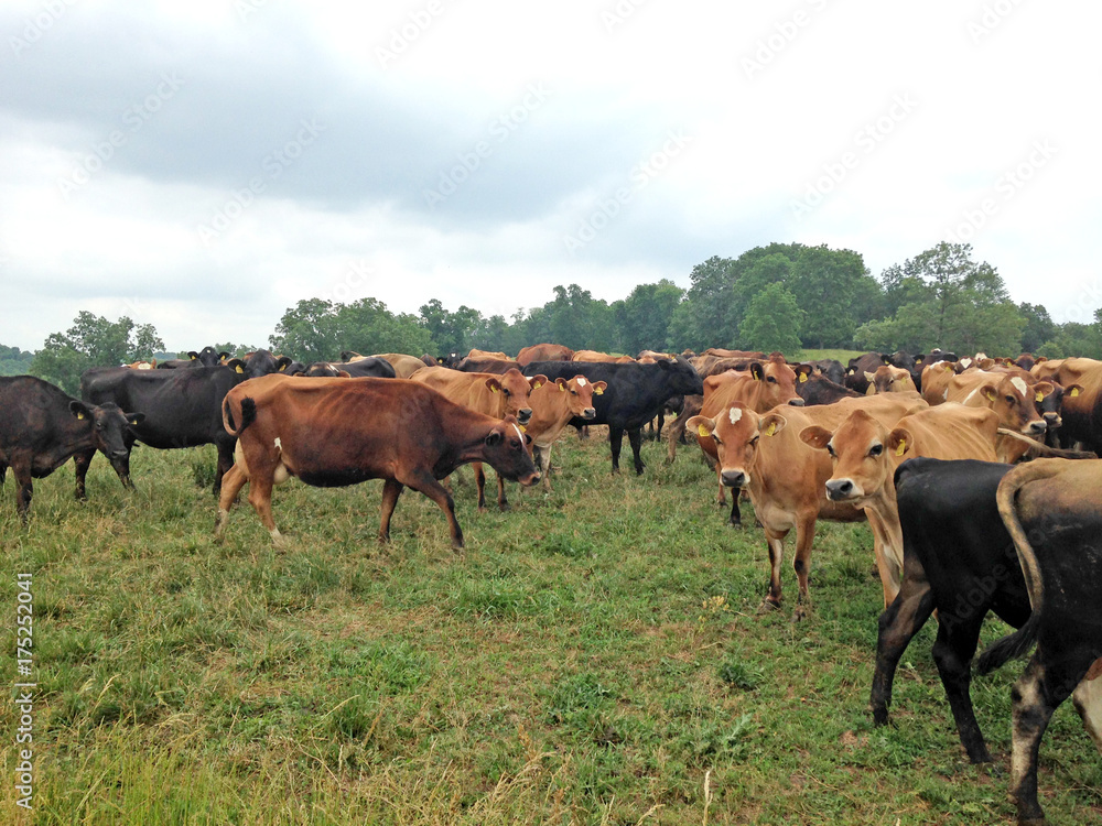 Black and brown dairy cows in a field