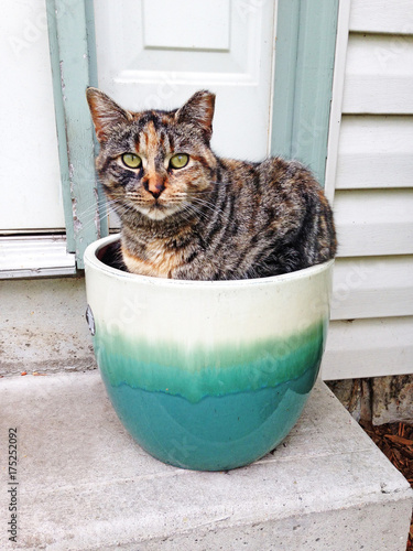 A cat with a gorgeous calico pattern sits in a flower pot. Her tipped ear signifies she has been spayed and is likely part of a trap-neuter-return program.