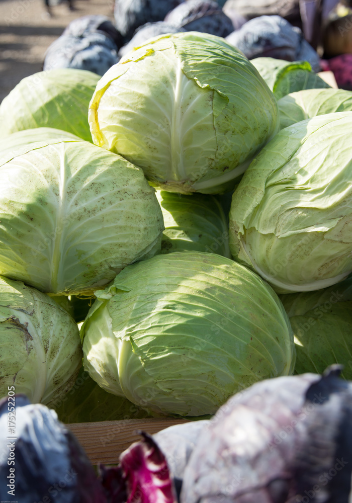Fototapeta premium Weißkohl, Kohlköpfe