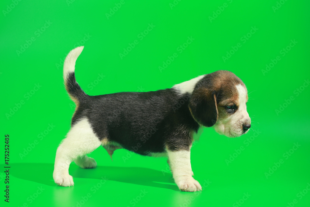 1 month pure breed beagle Puppy on green screen 1 month pure breed beagle Puppy on green screen
