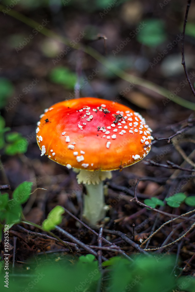 Bright red wild poisonous Fly Agaric mushroom Bright red wild poisonous Fly Agaric mushroom