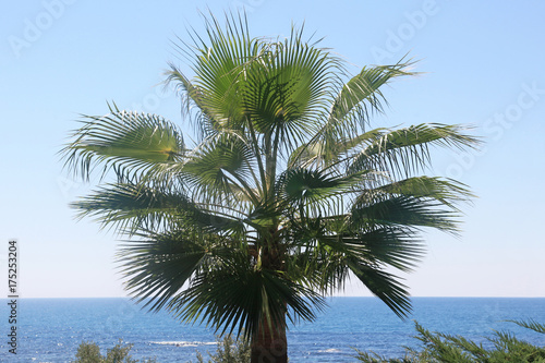 Fan palm tree on the beach © popov48