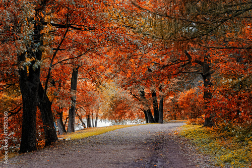 Fototapeta Naklejka Na Ścianę i Meble -  Trees with autumn leaves in the park