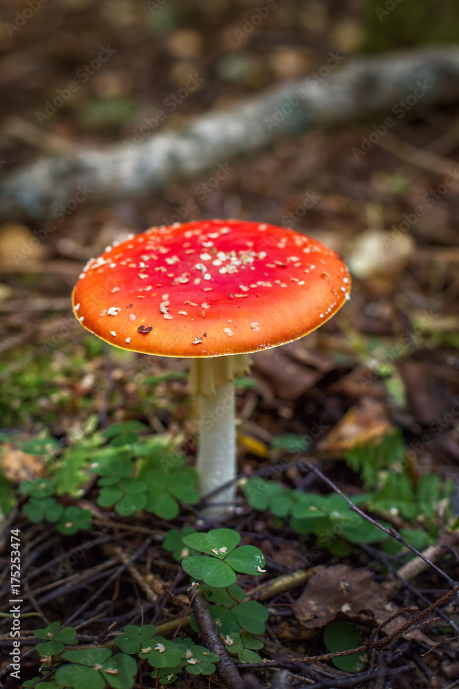 Bright red wild poisonous Fly Agaric mushroom Bright red wild poisonous Fly Agaric mushroom