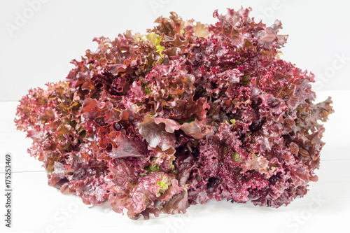 Fresh bunch of Lollo Rosso or coral lettuce photo