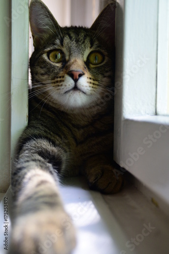 beautiful tiger cat lying in the white wooden window, looking directly into the camera