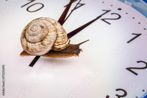 a grape snail on an desktop clock photo