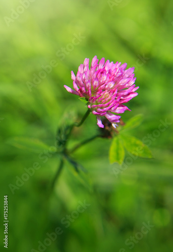 Clover flowers in grass isolated.