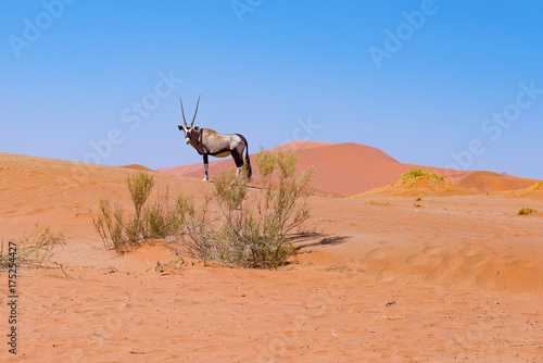 Quadro su tela Oryx in the colorful Namib desert of the majestic Namib Naukluft National Park, best travel destination in Namibia, Africa