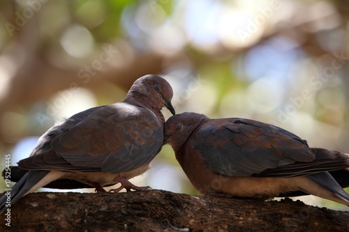 A pair of laughing doves