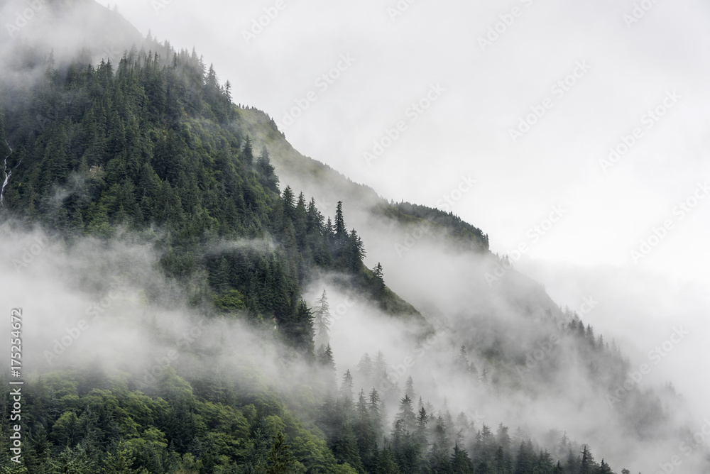Fototapeta premium krajobraz zbocza góry z lasem i sosną z mgłą lub gęstą mgłą