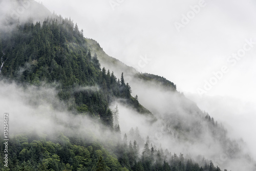 landscape of slope mountain with forest and pine tree with mist or thick fog © chaolik