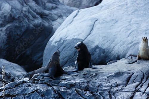 Seals on the Rocks