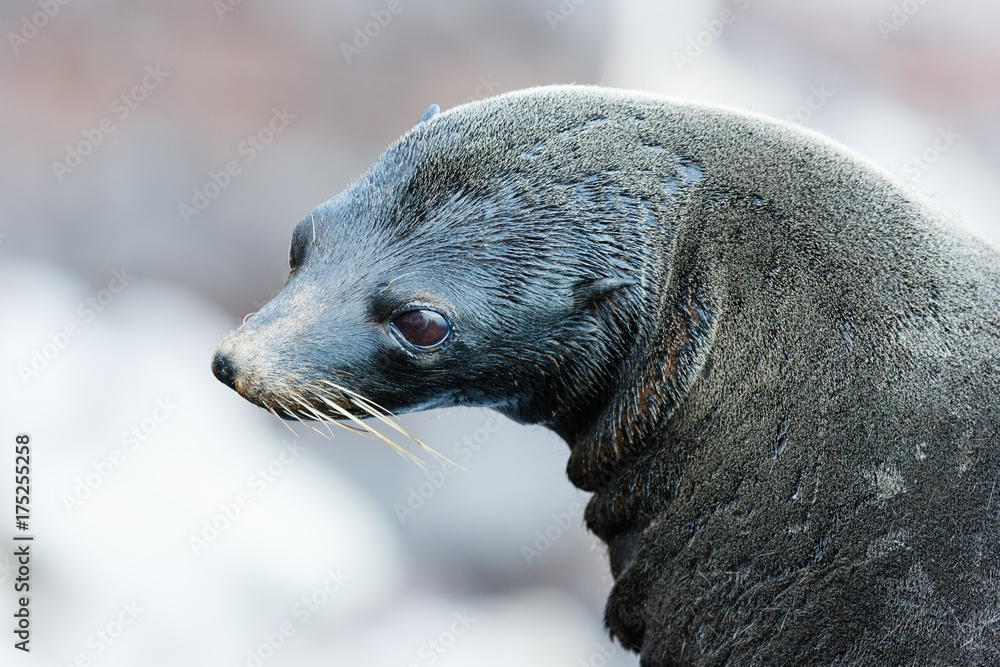 Obraz premium Guadalupe Fur Seal