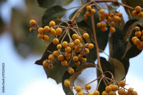 Fruits of an African fig tree photo