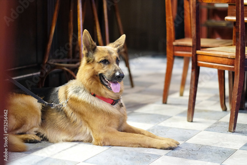 A dog sits on the floor in a cafe room amongst the wooden furniture