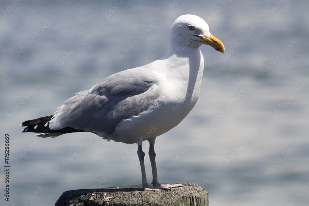 Obraz premium Common Gull (Larus Canus)