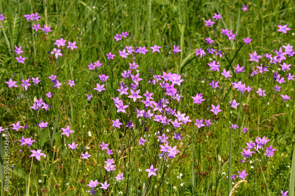 Naklejka premium blue bells
