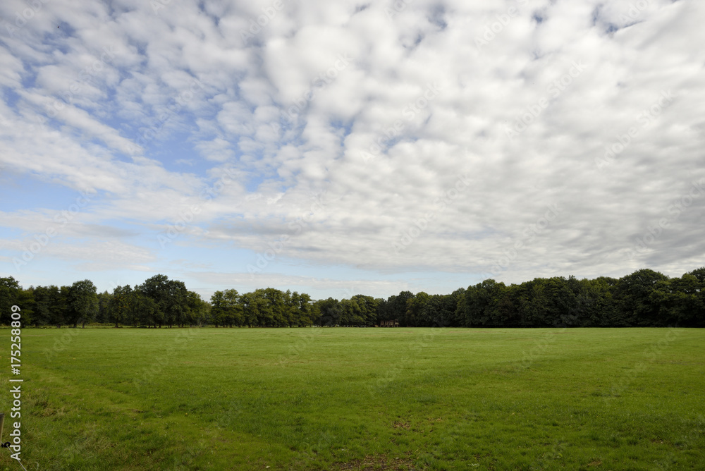 Gruene Weide mit Wald und wolkigem Himmel