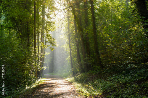 Fototapeta Naklejka Na Ścianę i Meble -  Morning sunlight bursting through the foliage of the wood.