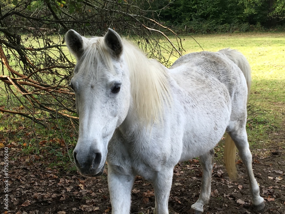 Fototapeta premium Weißes Pferd Schimmel