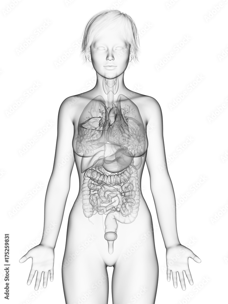 Fototapeta premium 3d rendered medically accurate illustration of the female organs