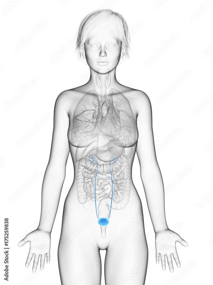 Naklejka premium 3d rendered medically accurate illustration of the female bladder