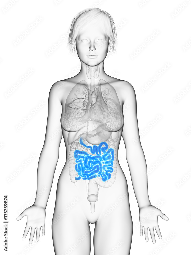 Naklejka premium 3d rendered medically accurate illustration of the female small intestine