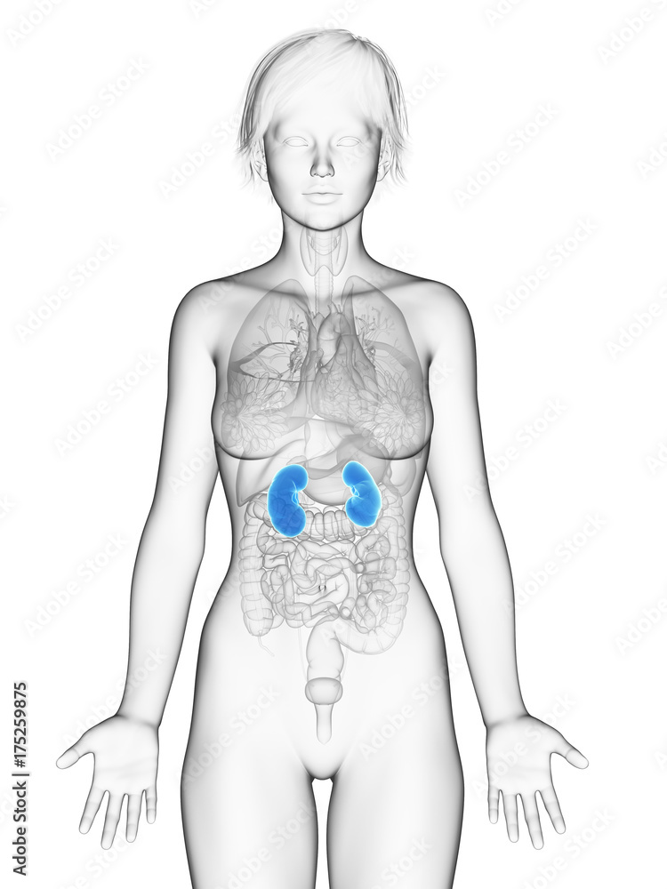 Fototapeta premium 3d rendered medically accurate illustration of the female kidneys