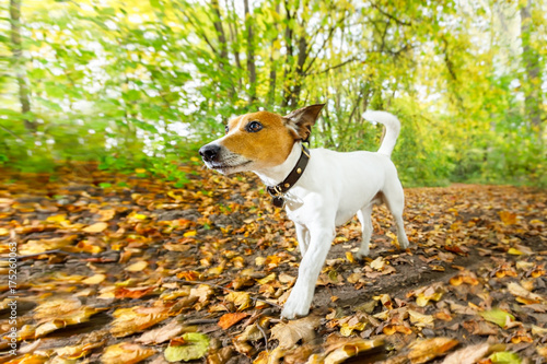 dog running or walking in autumn